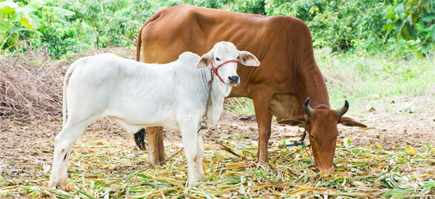 Intaj Cow » Social Initiative